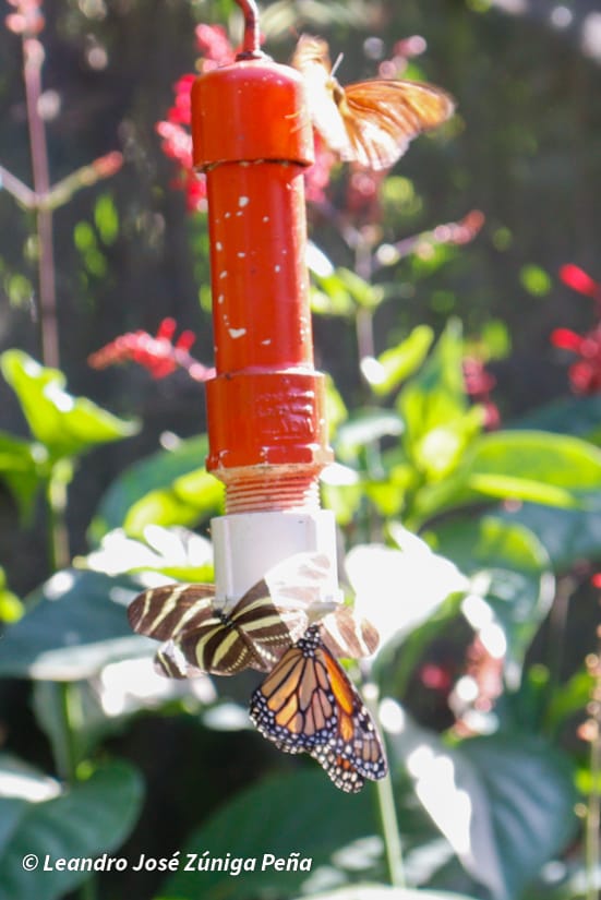 ZOOLOGICO-NACIONAL--(26)