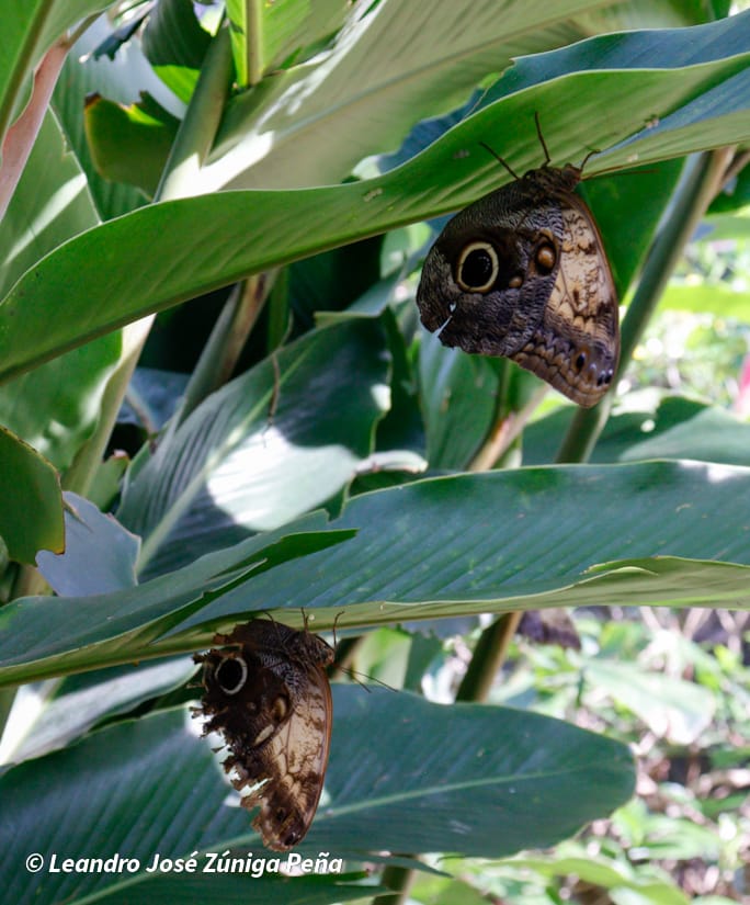 ZOOLOGICO-NACIONAL--(28)