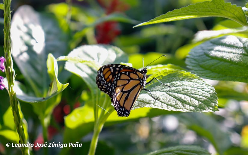 ZOOLOGICO-NACIONAL--(29)