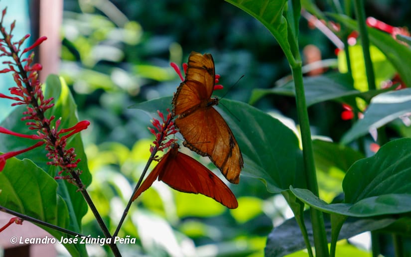 ZOOLOGICO-NACIONAL--(33)
