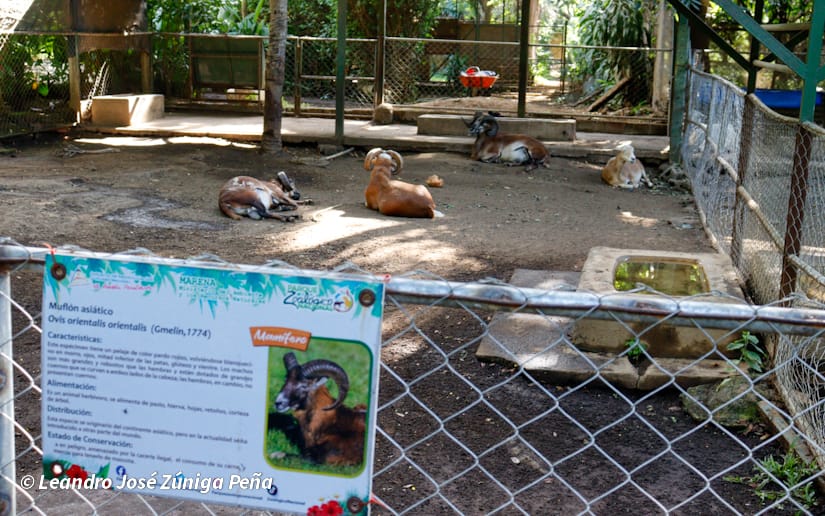 ZOOLOGICO-NACIONAL--(34)