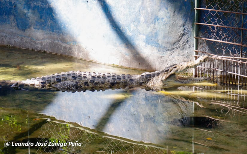 ZOOLOGICO-NACIONAL--(35)