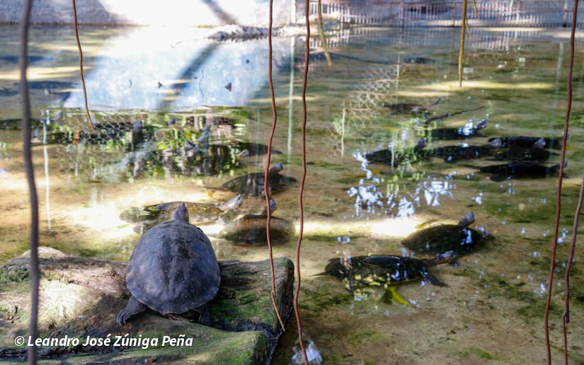 ZOOLOGICO-NACIONAL--(38)