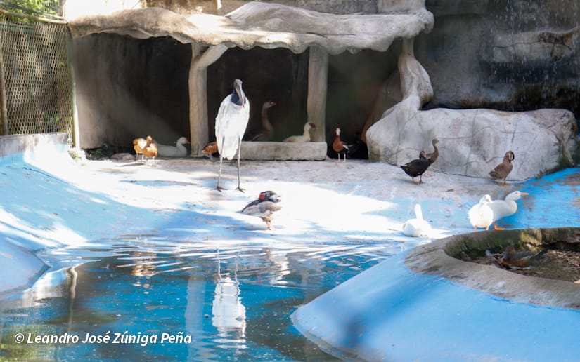 ZOOLOGICO-NACIONAL--(4)