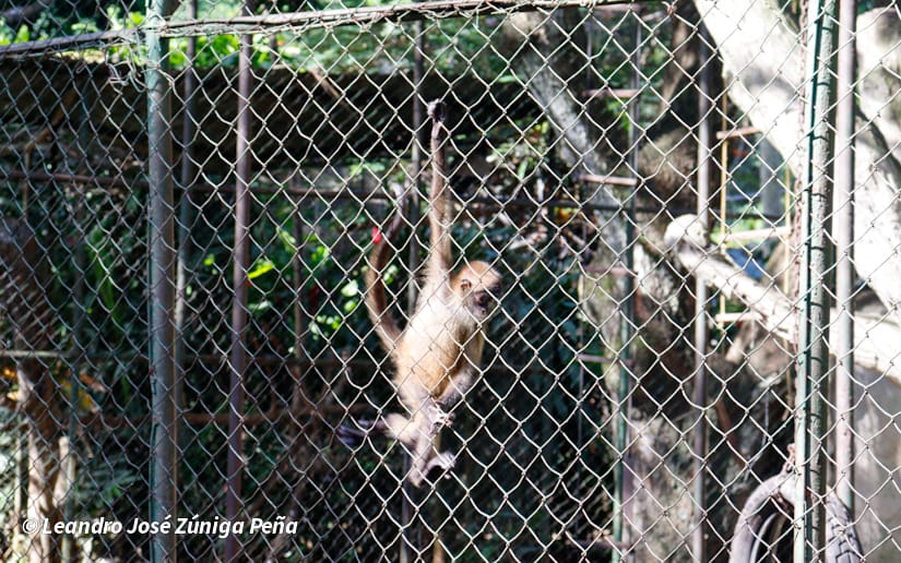 ZOOLOGICO-NACIONAL--(42)