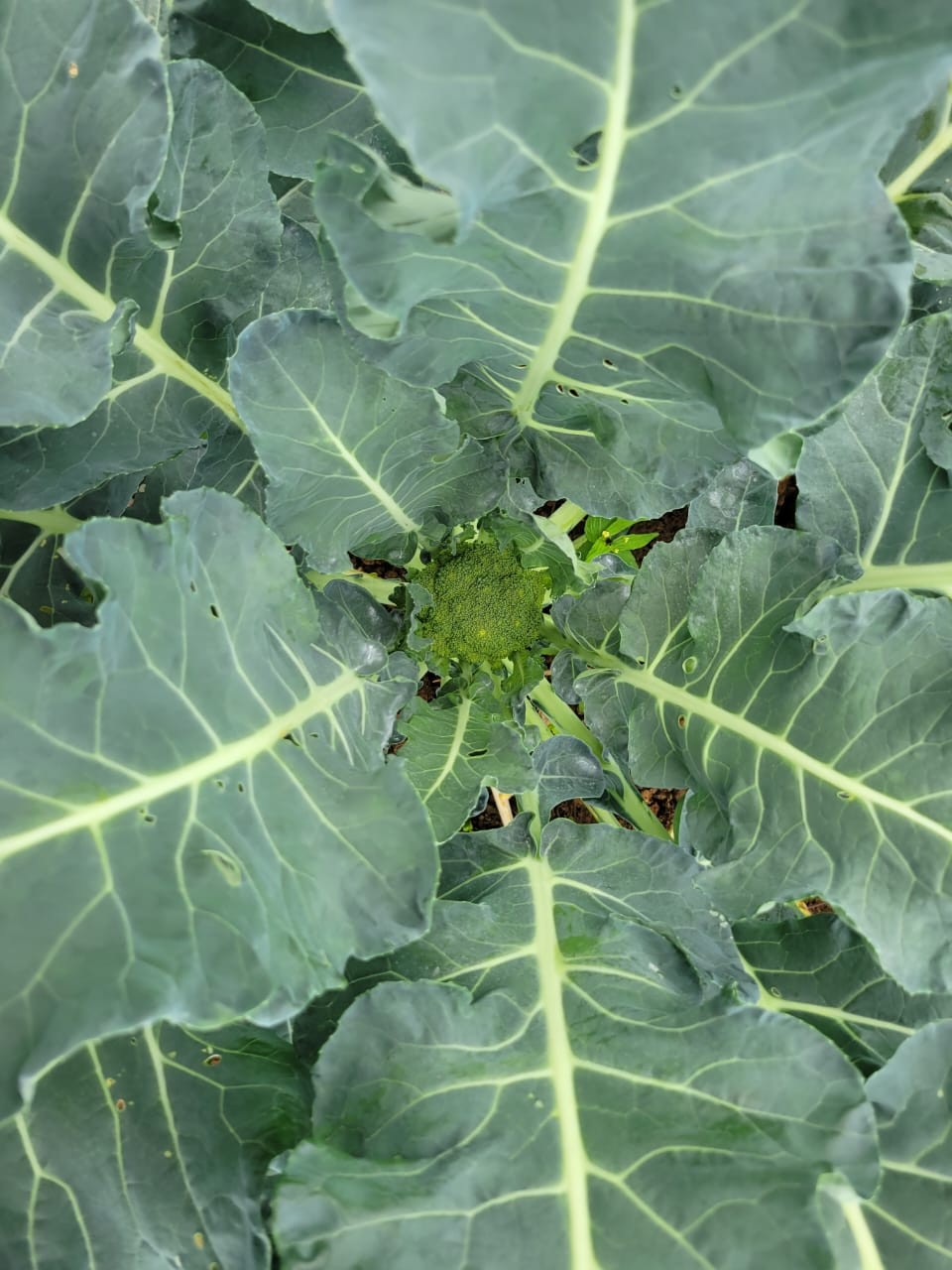 BROCOLI1