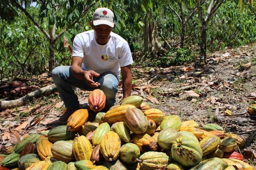 Cacao-en-Nicaragua-2
