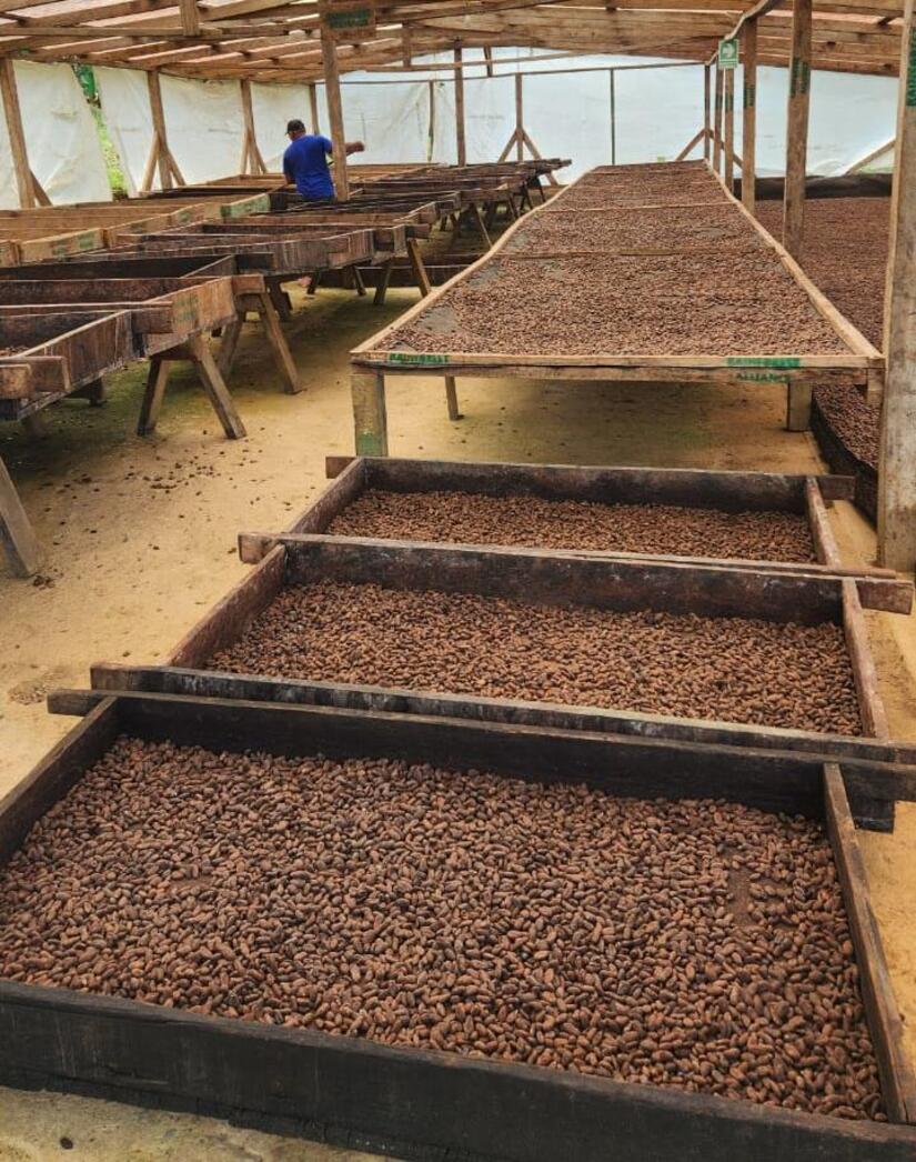 Cacao-en-Nicaragua-4