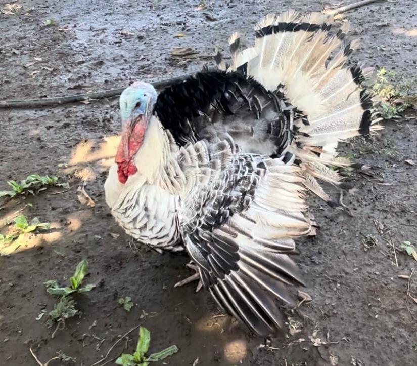 Mercados-Abastecidos--(3)