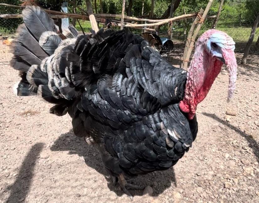 Mercados-Abastecidos--(4)