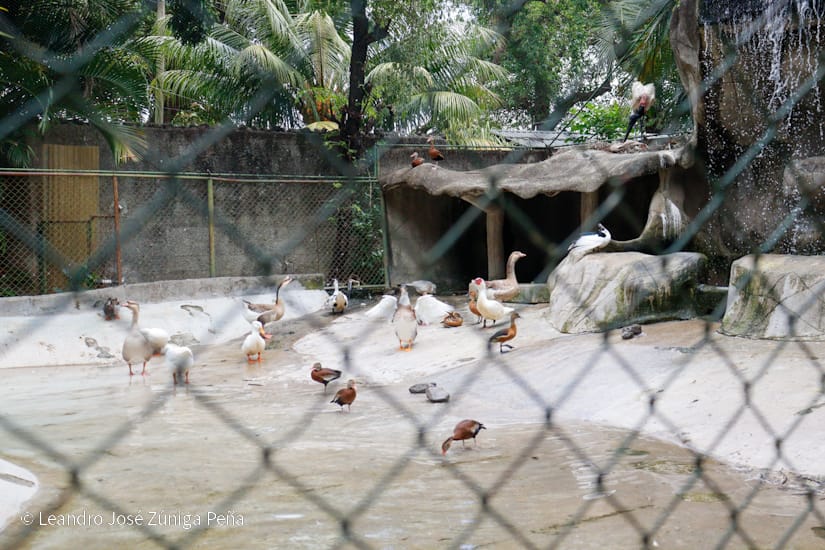Zoologico-Nacional-(8)