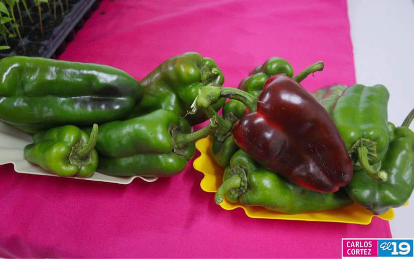 Nueva-variedad-de-chiltoma-10