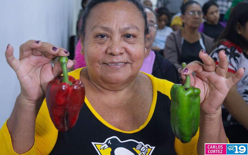 Nueva-variedad-de-chiltoma-7