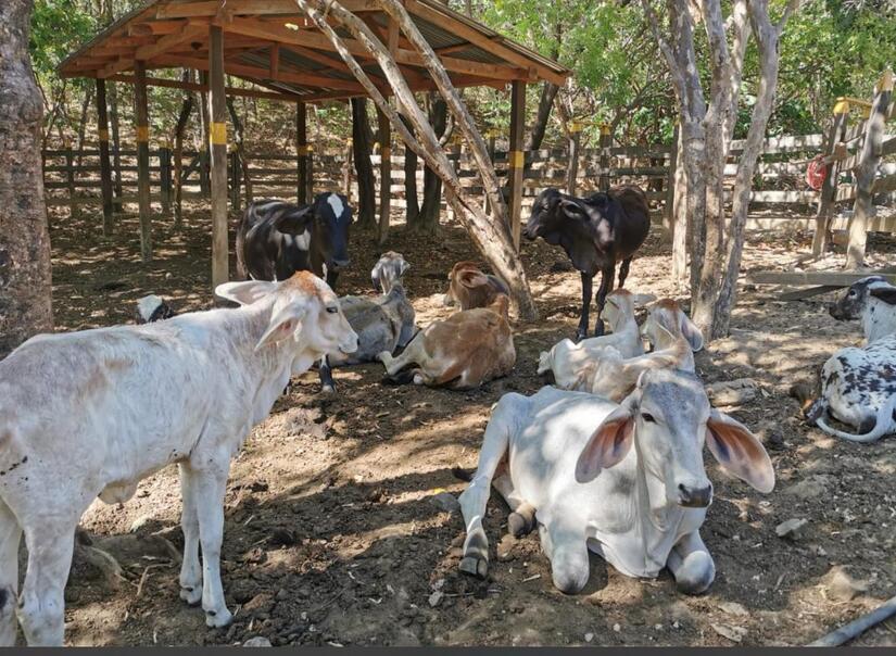 PRODUCCION-DE-LECHE-(1)