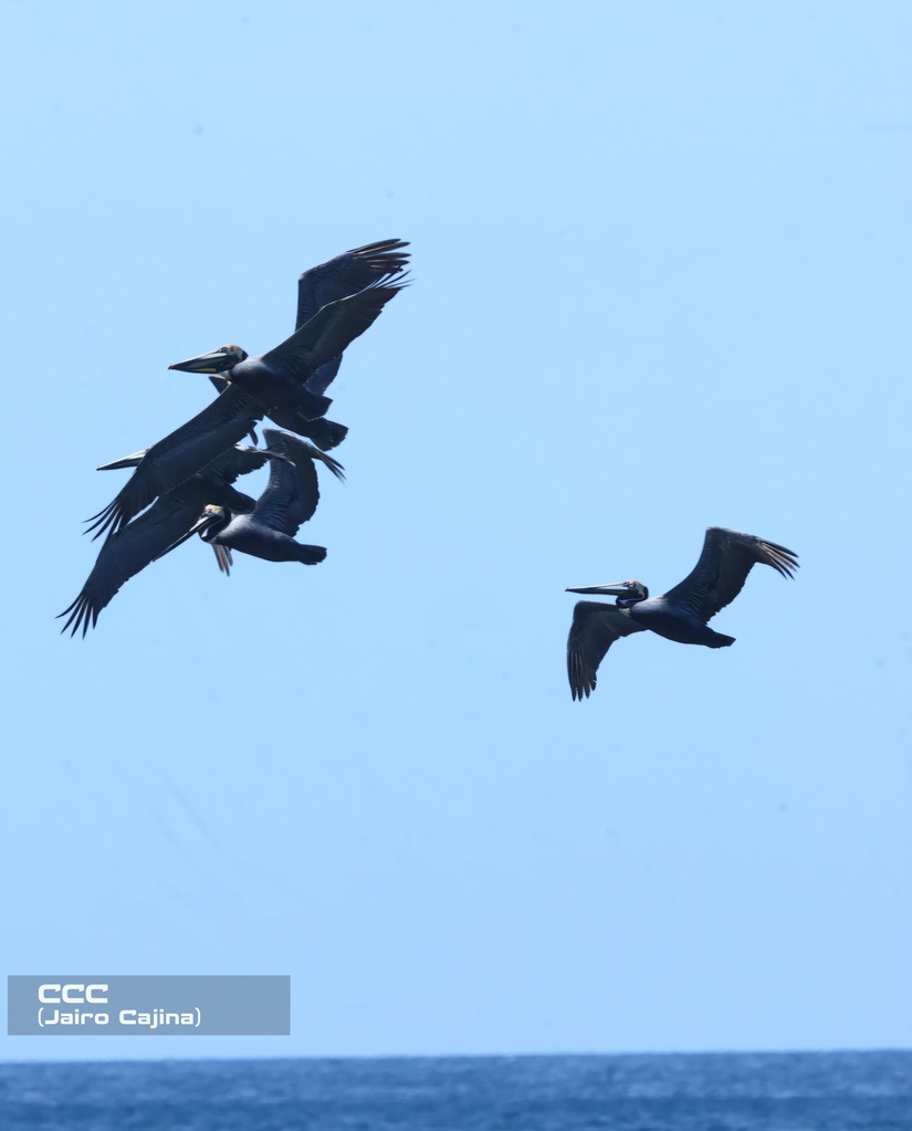 Torneo-Nacional-de-Surf-(58)