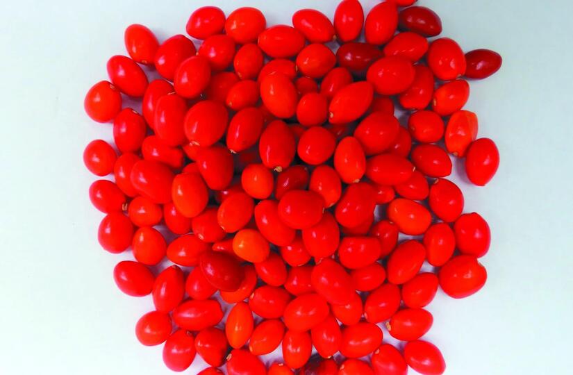 Banco-de-semillas--2