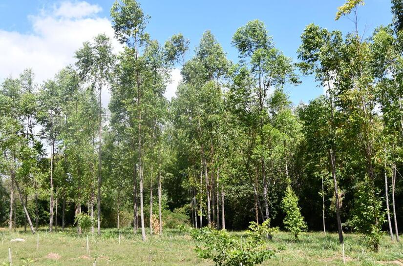 Banco-de-semillas--8