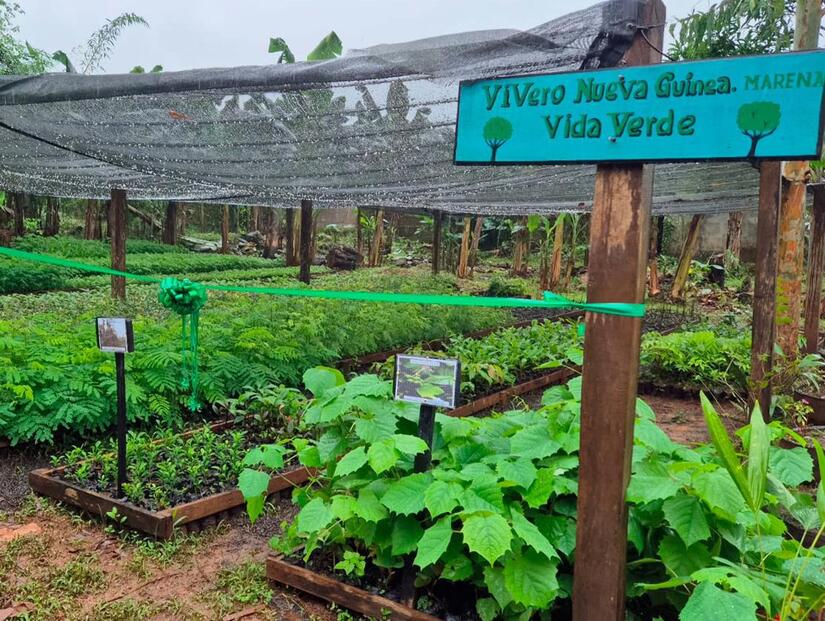 Vivero-en-Nueva-Guinea-2