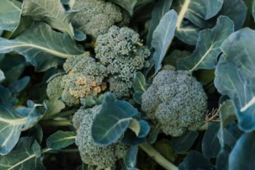 Ministerio-Agropecuario-6