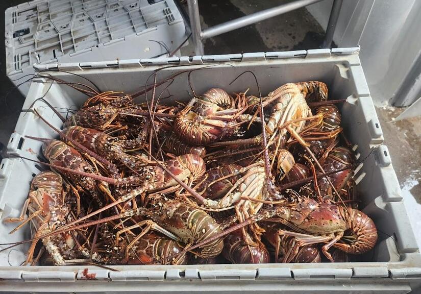 Pesca-de-Langosta-10