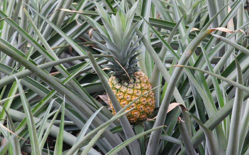 reporte-piñas-1