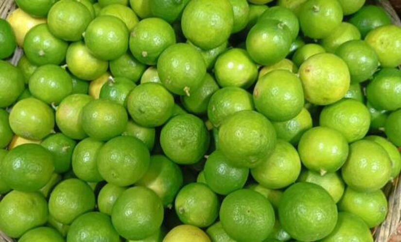 Produccion-de-Limones-en-Nicaragua-1