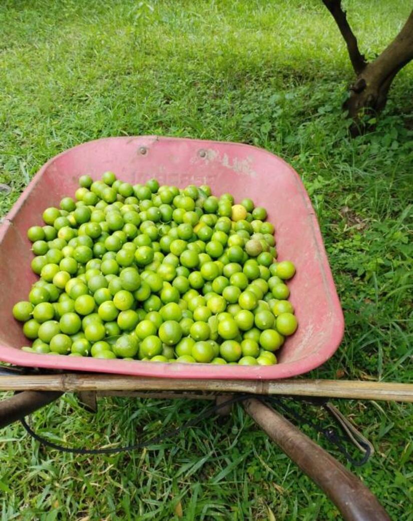 Produccion-de-Limones-en-Nicaragua-2