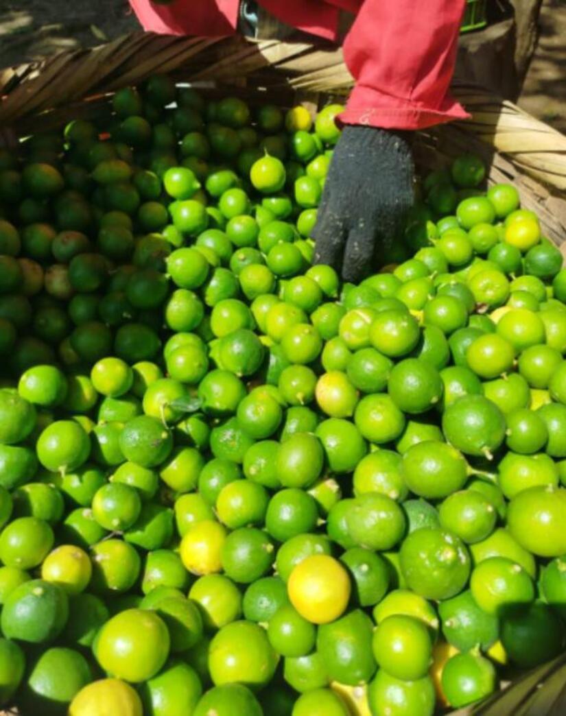 Produccion-de-Limones-en-Nicaragua-3