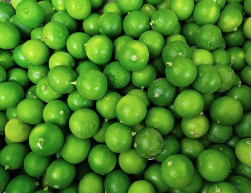 Produccion-de-Limones-en-Nicaragua-4