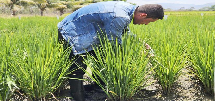 INTA-variedad-de-arroz-1