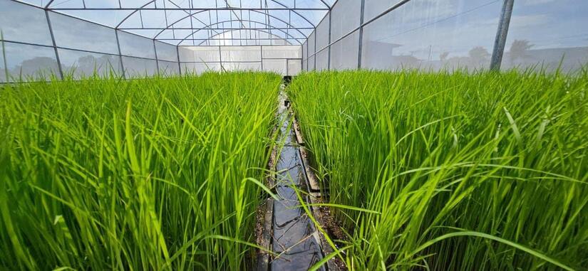 INTA-variedad-de-arroz-2