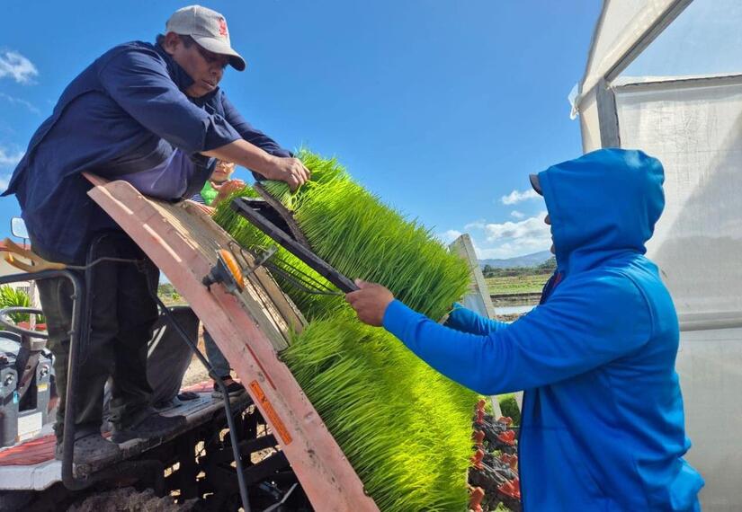 INTA-variedad-de-arroz-3