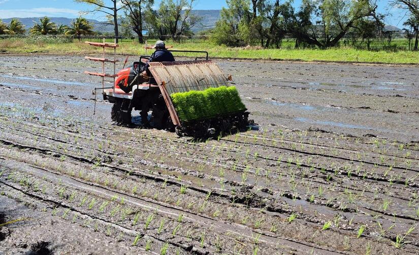 INTA-variedad-de-arroz-4