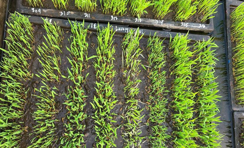 INTA-variedad-de-arroz-5