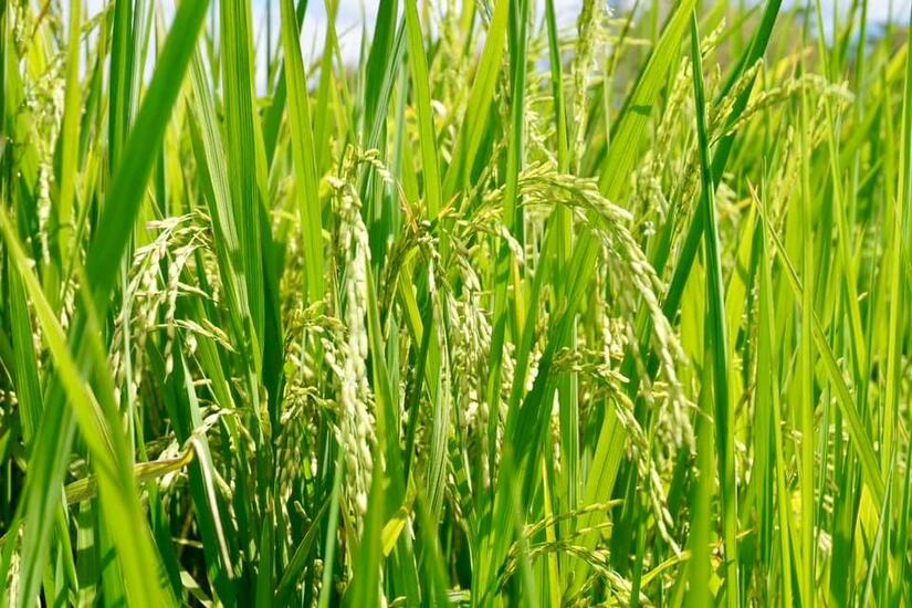 INTA-variedad-de-arroz-6