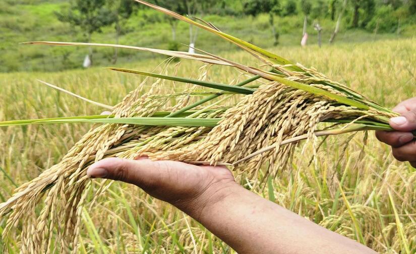 INTA-variedad-de-arroz-7