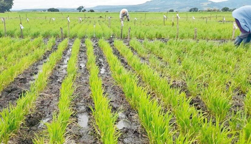 INTA-variedad-de-arroz-8