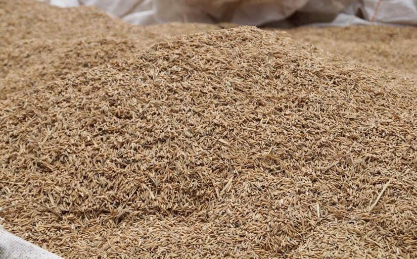 INTA-variedad-de-arroz-9