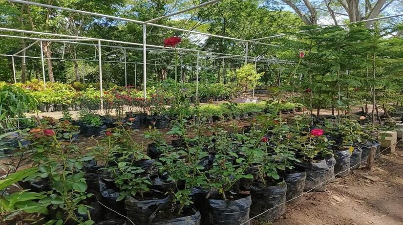 Viveros-del-Pueblo-6