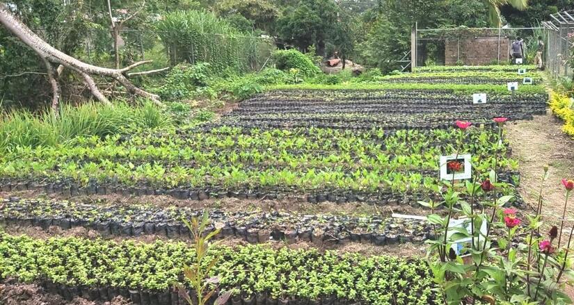 Viveros-del-Pueblo-7