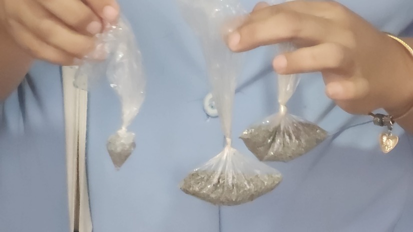 Brigasa-de-fumigacion-4