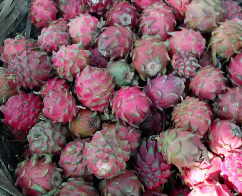 PITAHAYA2