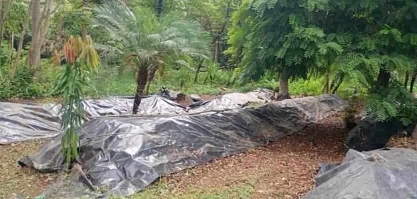 Viveros-en-Nicaragua-12