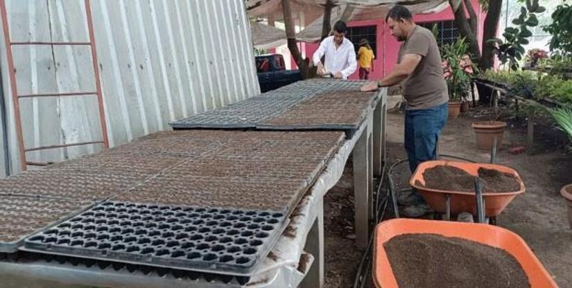 Viveros-en-Nicaragua-19