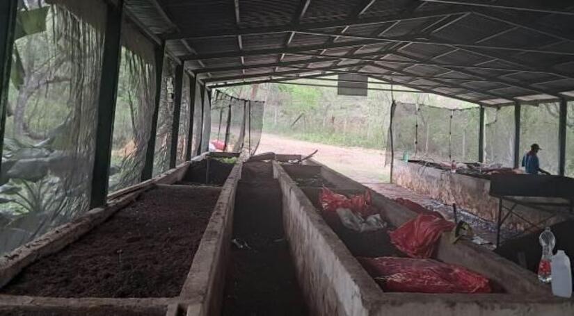 Viveros-en-Nicaragua-22