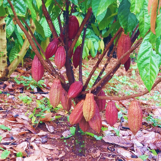 cacao1