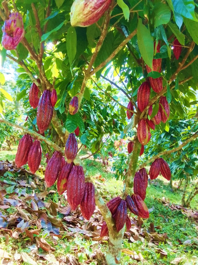 cacao2