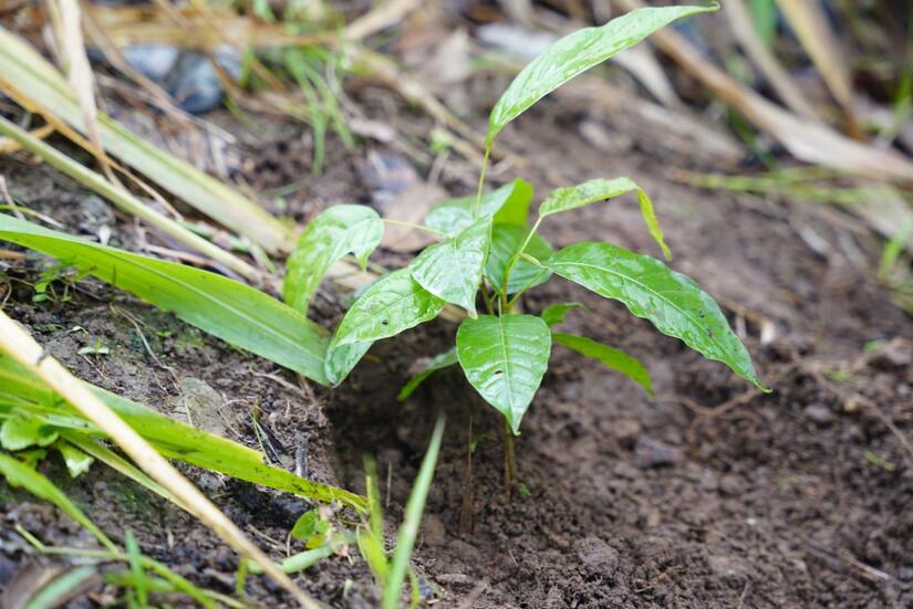 Campana-Verde-que-te-quiero-verde-3