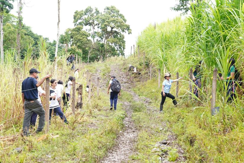 Campana-Verde-que-te-quiero-verde-5