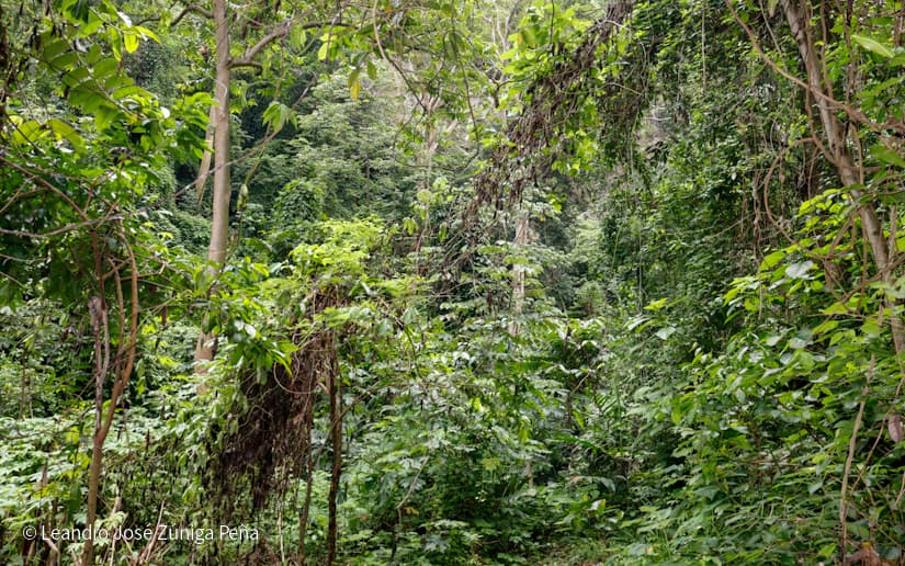 Reserva-Natural-El-Chocoyero-16